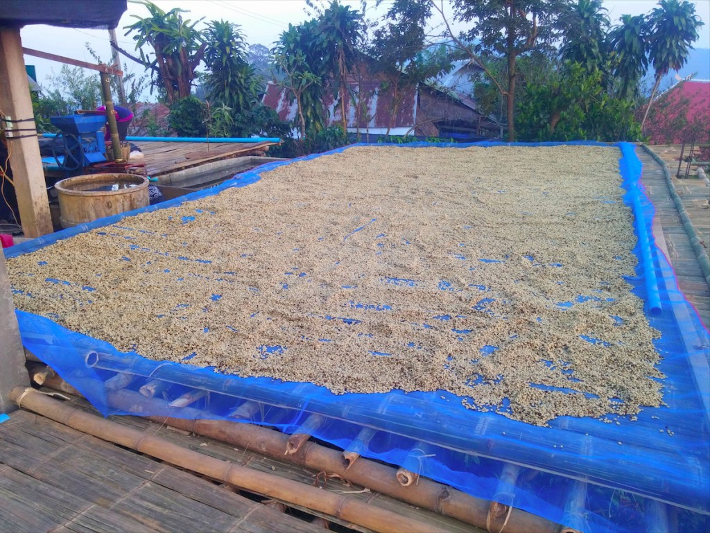 El grano se deja secar en una rejilla sobre una plataforma de bambú